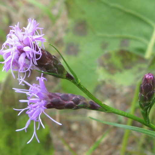Liatris Cylindracea