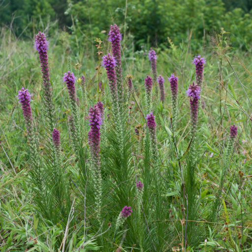 Liatris Pycnostachya