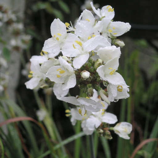 Libertia Grandiflora