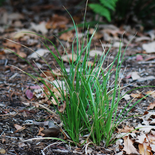 Libertia Paniculata