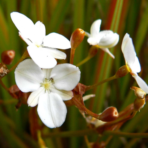 Libertia Peregrinans