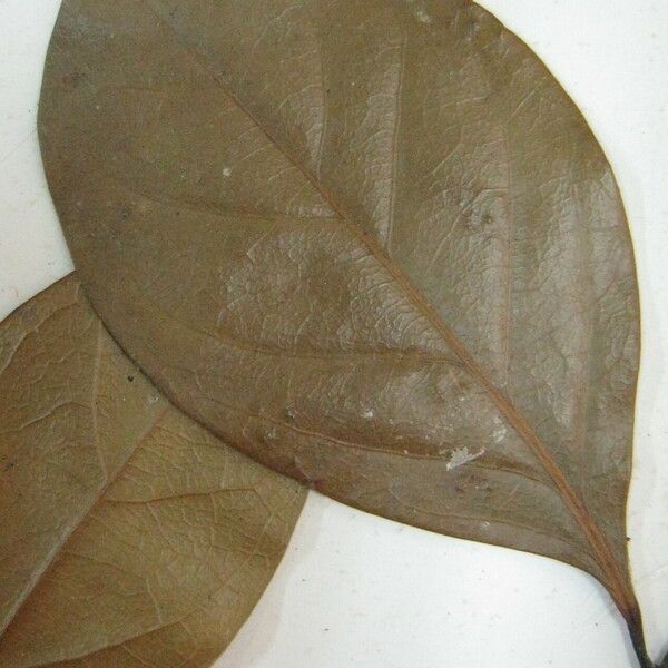 Licaria Vernicosa