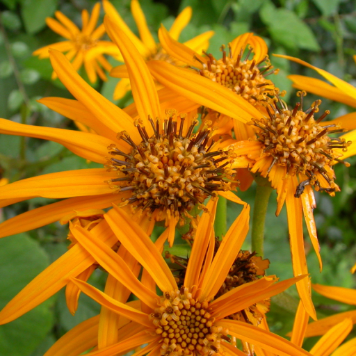 Ligularia Dentata