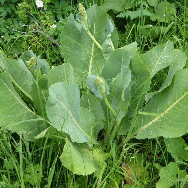 Ligularia Macrophylla