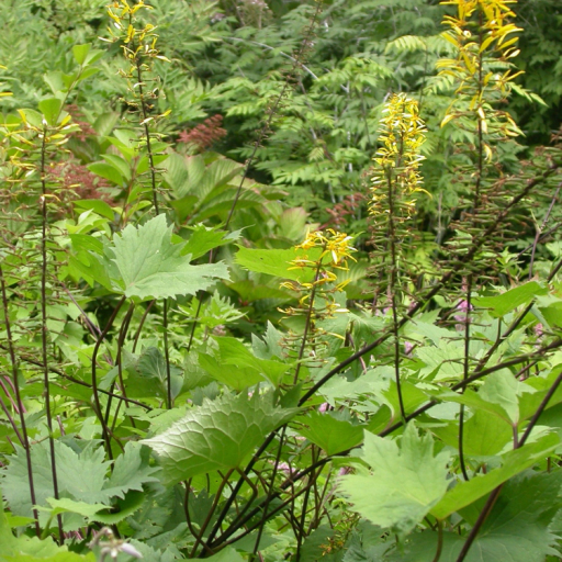Ligularia Stenocephala