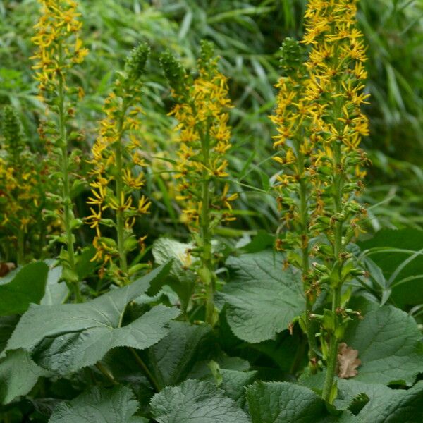 Ligularia Veitchiana