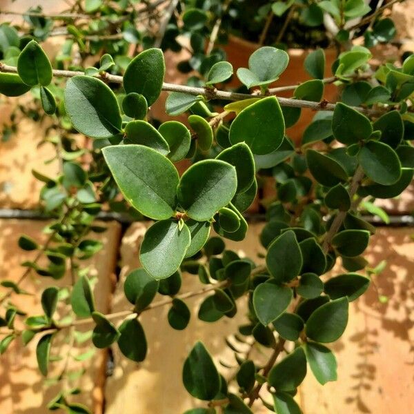 Ligustrum Sempervirens