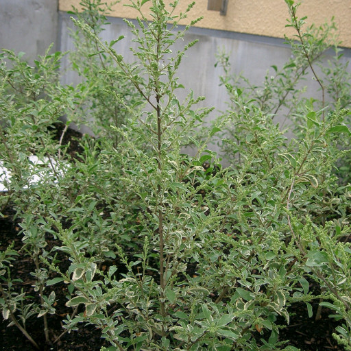 Ligustrum Sinense