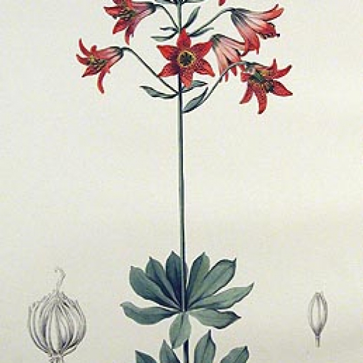 Lilium Bolanderi