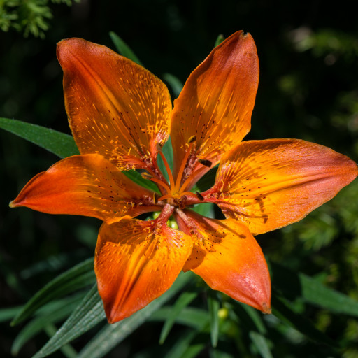 Orange Lily (Lilium Bulbiferum) Plant Care & How to Grow, Water