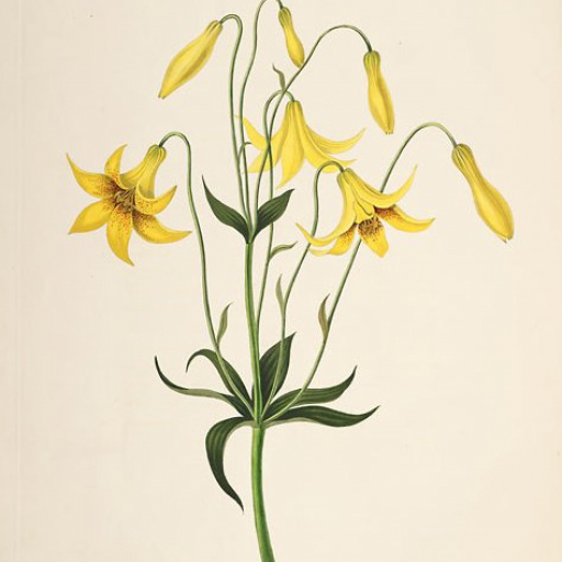 Lilium Canadense