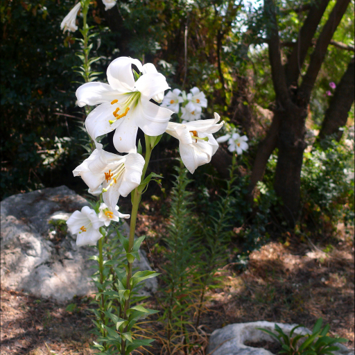 Lilium Candidum
