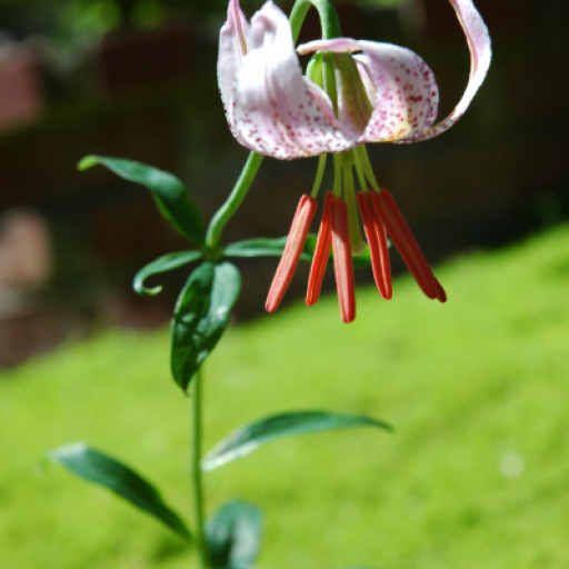 Lilium Kelloggii