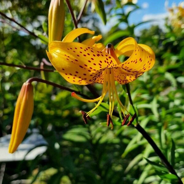 Lilium Leichtlinii