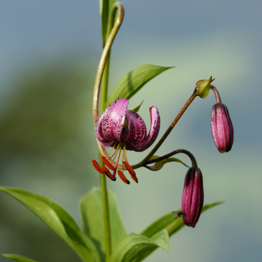 Lilium Martagon