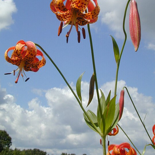 Lilium Michiganense