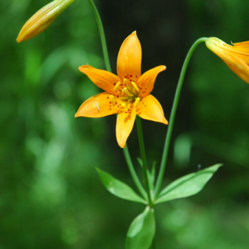 Lilium Parvum