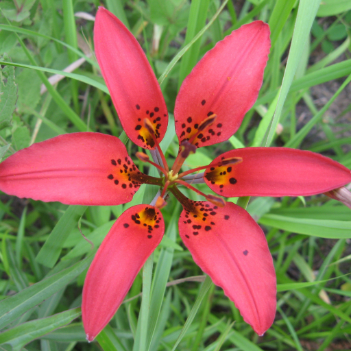 Lilium Philadelphicum