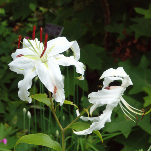 Lilium Speciosum