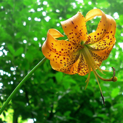 Lilium Superbum