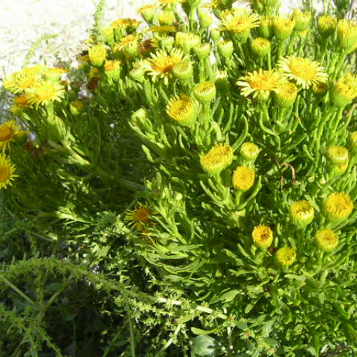 Limbarda Crithmoides