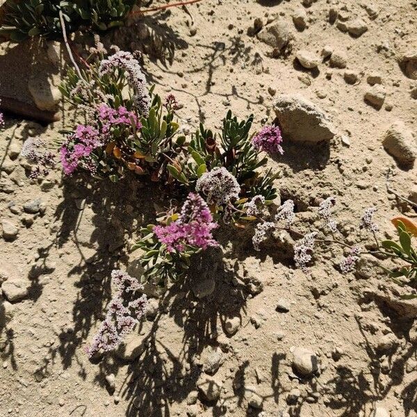 Limonium Axillare