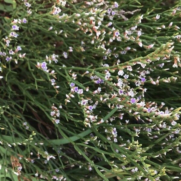 Limonium Cosyrense