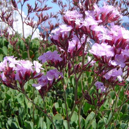 Limonium Emarginatum