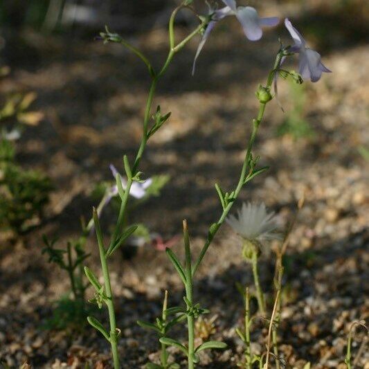 Linaria Nigricans