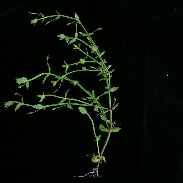 Lindernia Parviflora