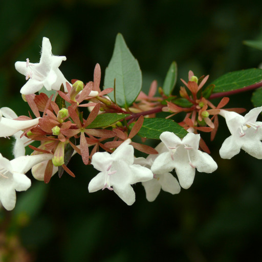 Linnaea × Grandiflora