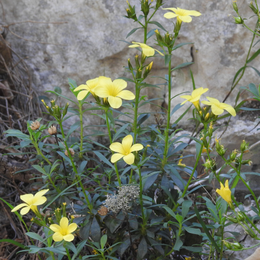 Linum Arboreum