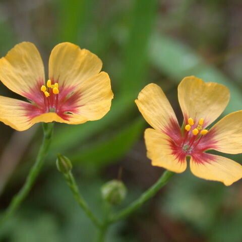 Linum Imbricatum