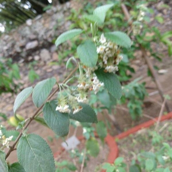Lippia Origanoides