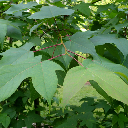 Liquidambar Acalycina