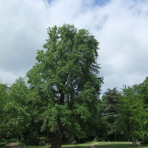 Liriodendron Tulipifera