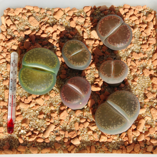 Lithops Aucampiae
