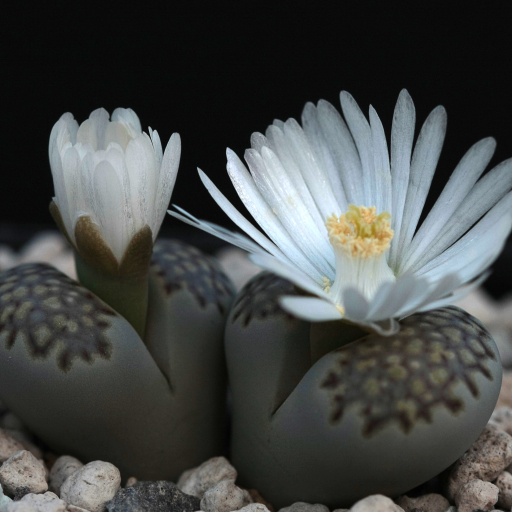 Lithops Julii