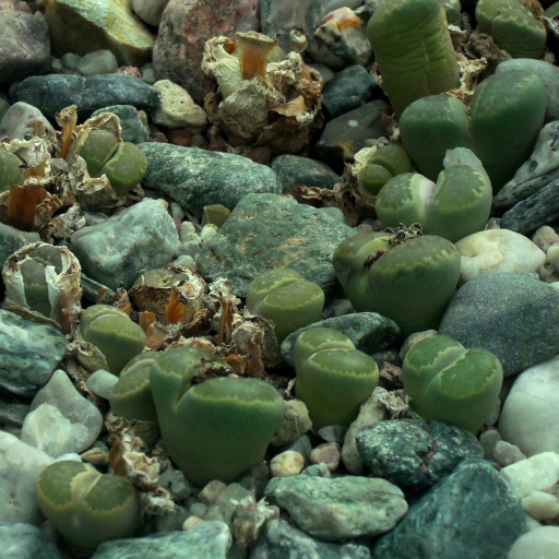 Lithops Villetii