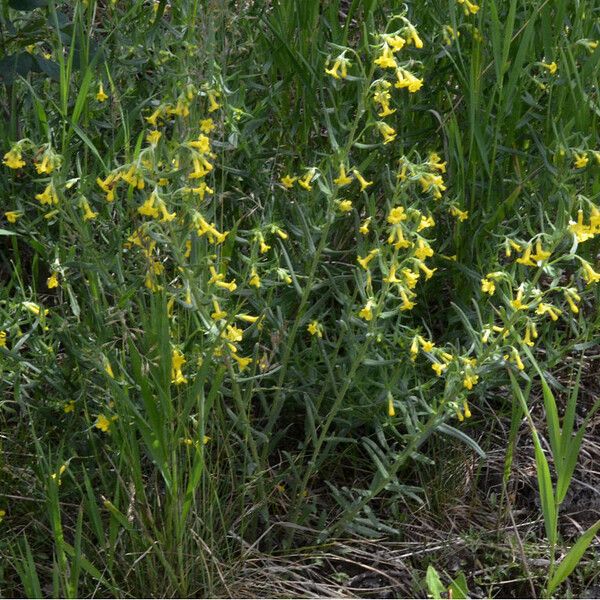 Manyflowered Stoneseed (Lithospermum Multiflorum) Plant Care & How to ...