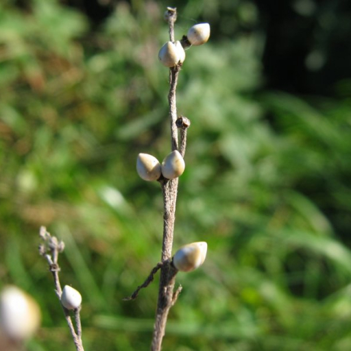 Lithospermum Officinale