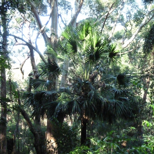 Livistona Australis