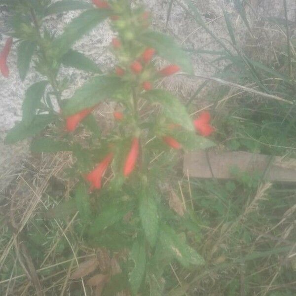 Loeselia Mexicana