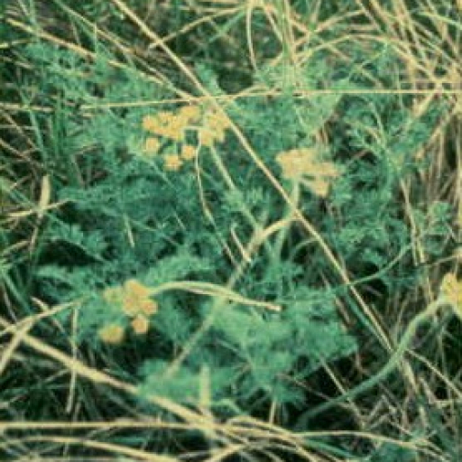 Biscuitroot Desert Biscuit-Root (Lomatium Foeniculaceum) Care Guide: Water, Soil ...