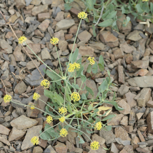 Lomatium Nudicaule
