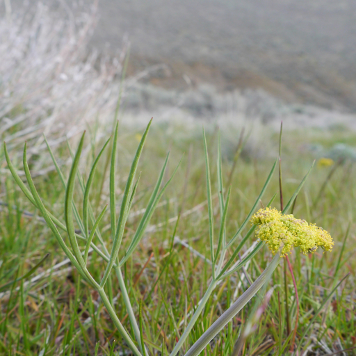 Lomatium Triternatum