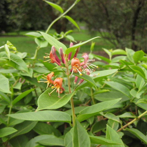 Lonicera Acuminata