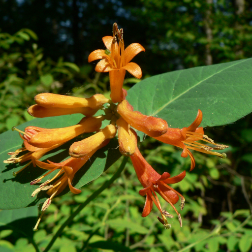 Lonicera Ciliosa