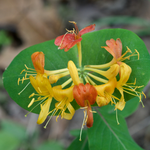 Lonicera Flava
