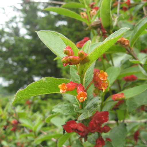 Lonicera Involucrata
